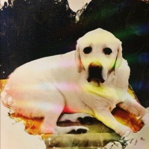 Meet your Posher, Eva